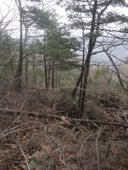 Microbiota decussata