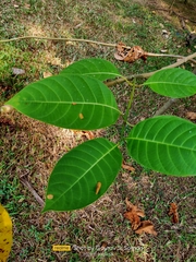 Neolamarckia cadamba