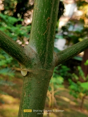 Neolamarckia cadamba