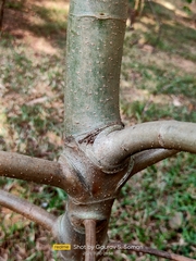 Neolamarckia cadamba