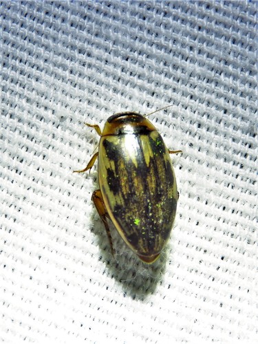 Coptotomus venustus photo 4