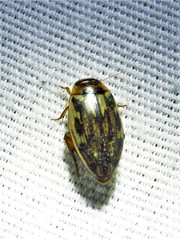 Coptotomus venustus