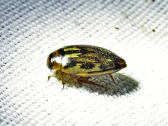Coptotomus venustus