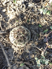 Echinomastus durangensis