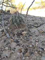 Echinomastus durangensis