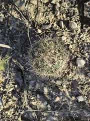 Echinomastus durangensis