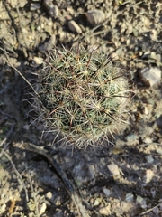 Echinomastus durangensis