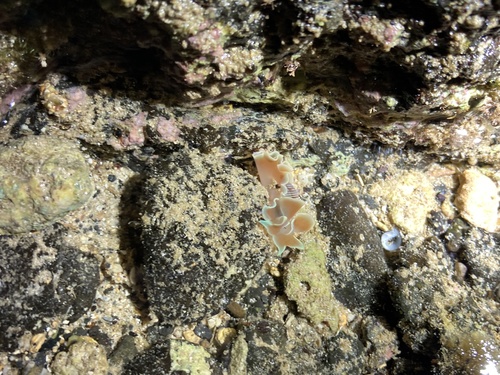 Hydatina physis observed 2021-11-08