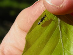 Malthodes marginatus