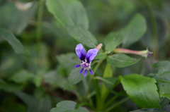 Cuphea calaminthifolia