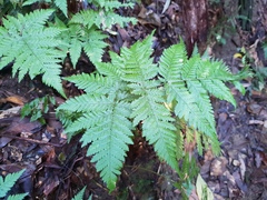 Lastreopsis marginans