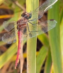 Sympetrum frequens