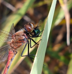 Sympetrum frequens