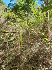 Austrostipa ramosissima