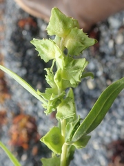 Atriplex gmelinii