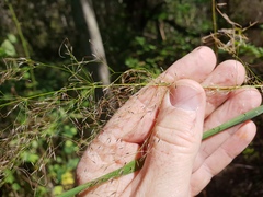 Austrostipa ramosissima