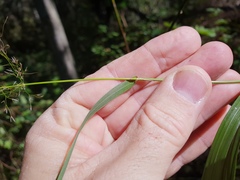 Austrostipa ramosissima