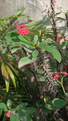 Euphorbia milii