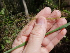 Austrostipa ramosissima