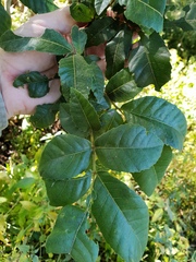 Alectryon subdentatus