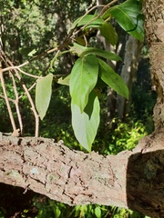 Alangium villosum