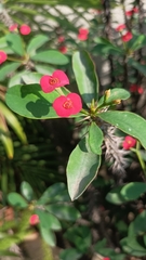 Euphorbia milii
