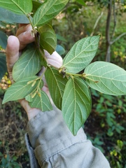 Alangium villosum