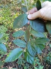 Alangium villosum