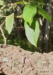Alangium villosum