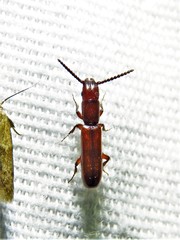 Taphroscelidia linearis