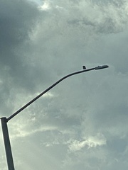 Corvus brachyrhynchos