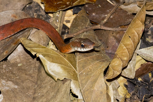 Photo of a Specklebelly Keelback (Rhabdophis chrysargos)