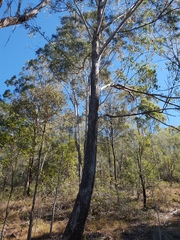 Eucalyptus moluccana