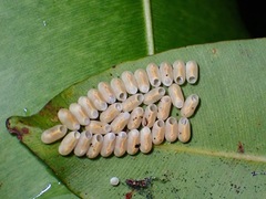 Marmessoidea rosea