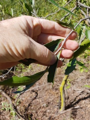 Siphonodon australis