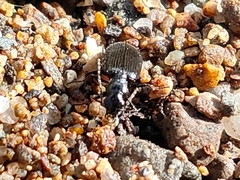 Carabidae