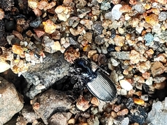 Carabidae
