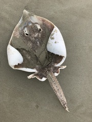 Dipturus nasutus