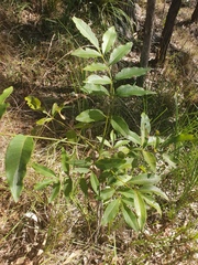 Flindersia australis