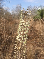 Drimia altissima image