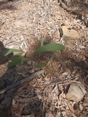 Acacia falcata