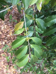 Salacia