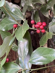 Neolitsea sericea