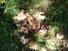 Agaricus albofoetidus