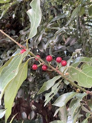 Neolitsea sericea