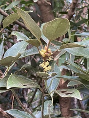 Neolitsea sericea
