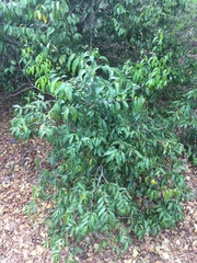 Salacia