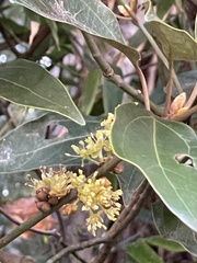 Neolitsea sericea