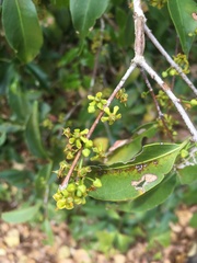 Salacia