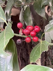 Neolitsea sericea